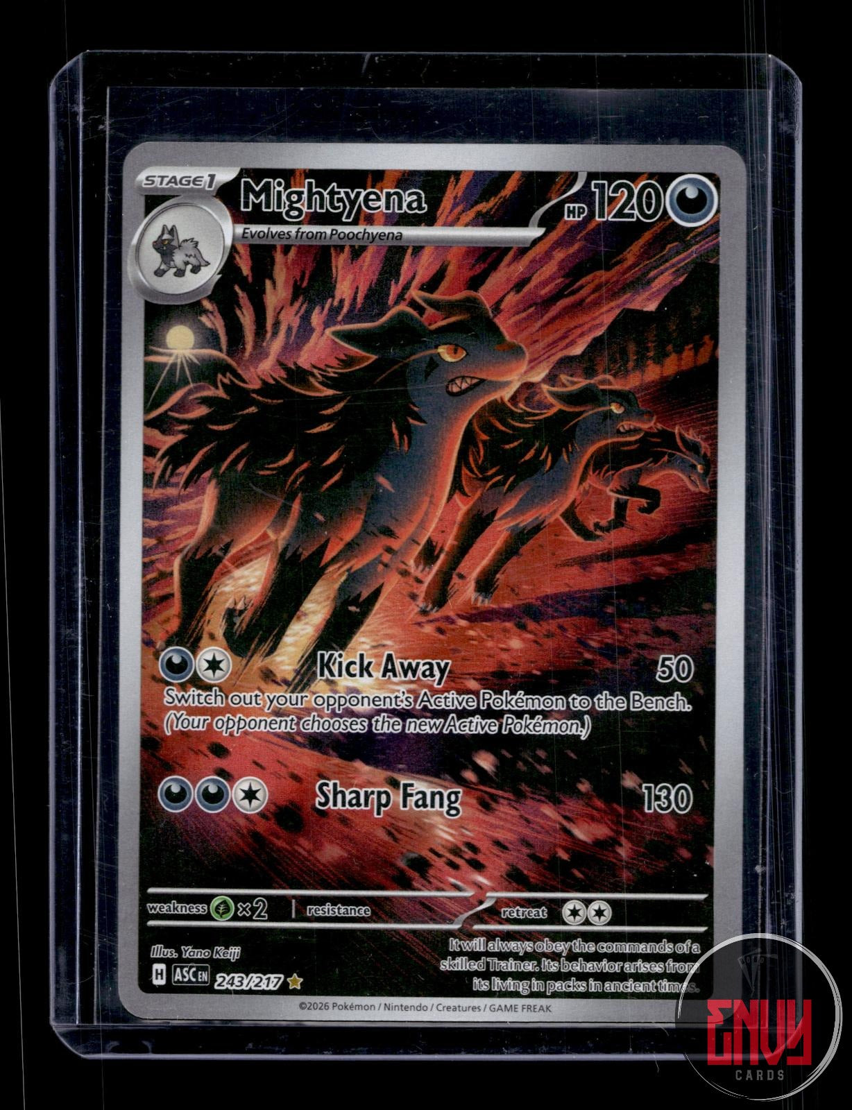 Mightyena Near Mint 243/217 Illustration Rare Ascended Heroes Pokemon